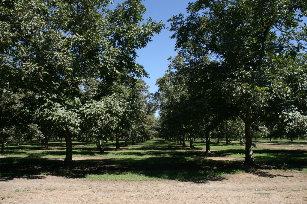 Walnuts and Grapes – Capay Canyon Ranch
