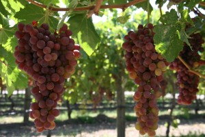 Seedless Flame Grapes