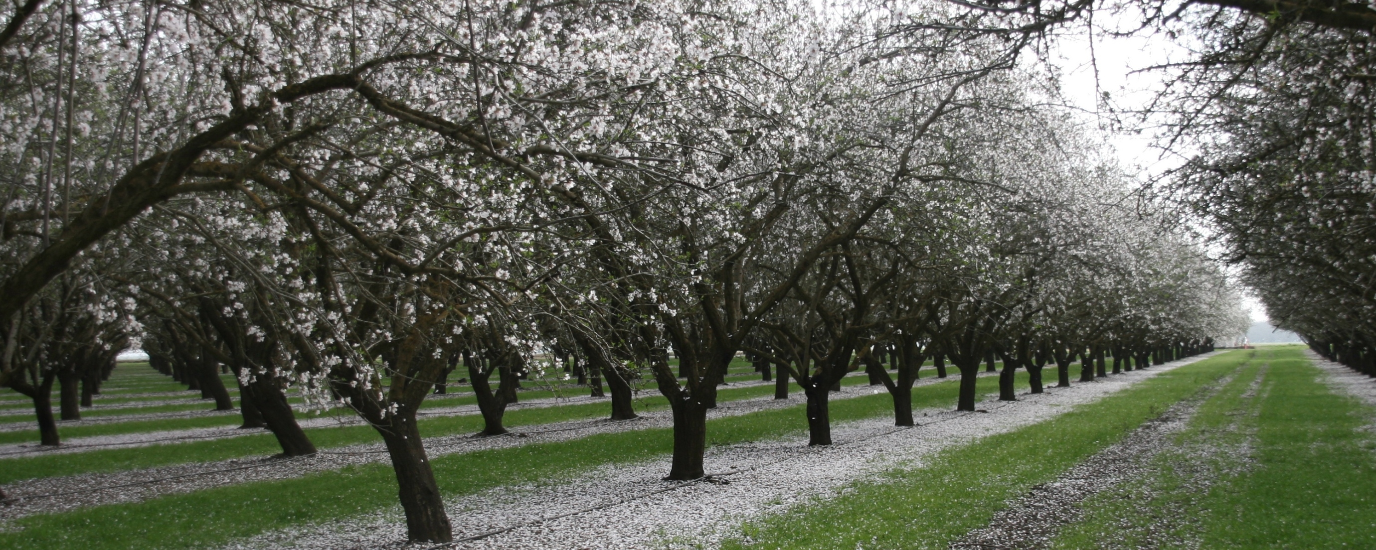 Family - owned almond farm